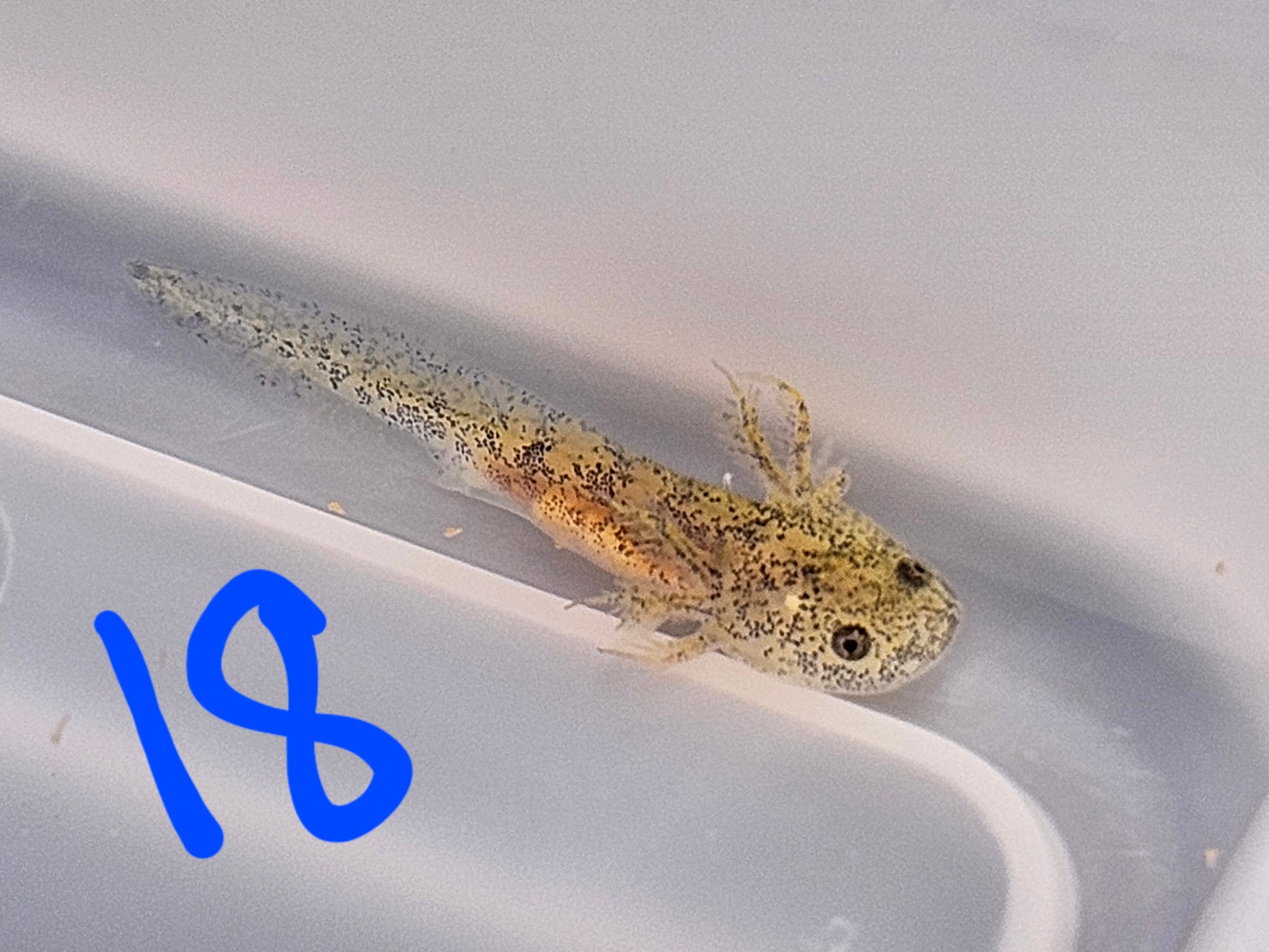 The Mandalorian image 2