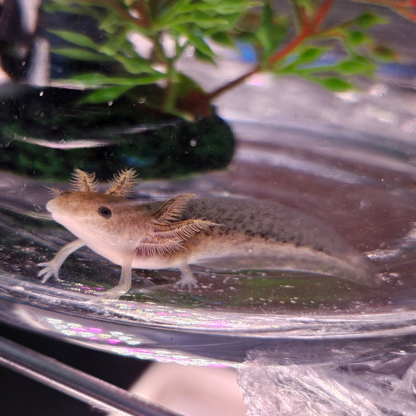 The Mandalorian image 1