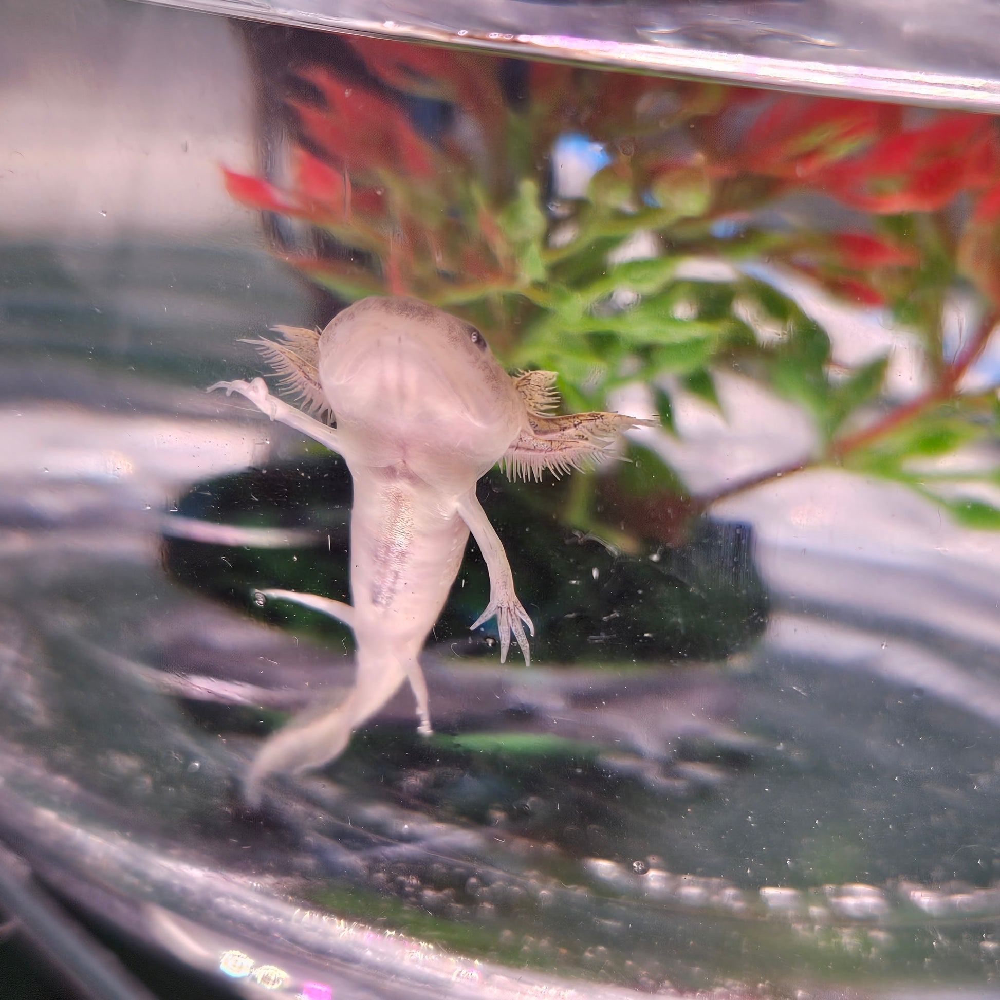 The Mandalorian image 6