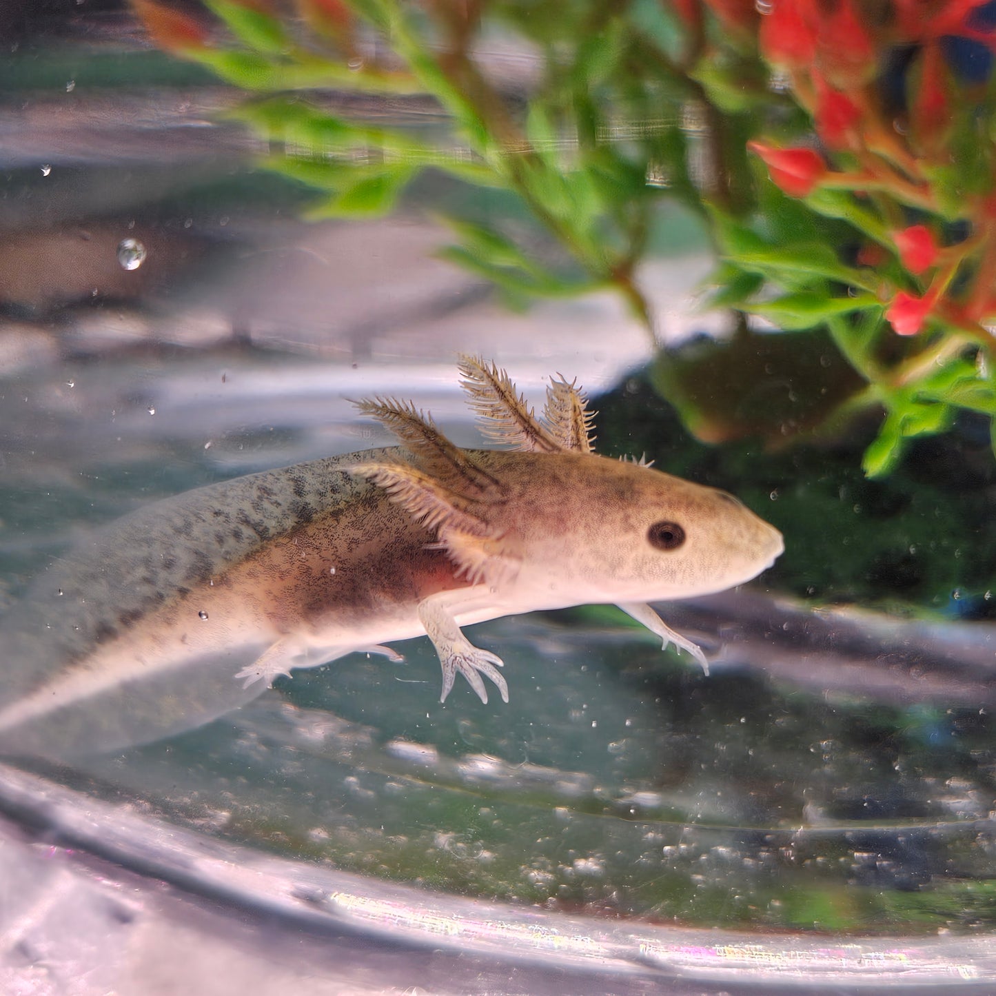 The Mandalorian image 5