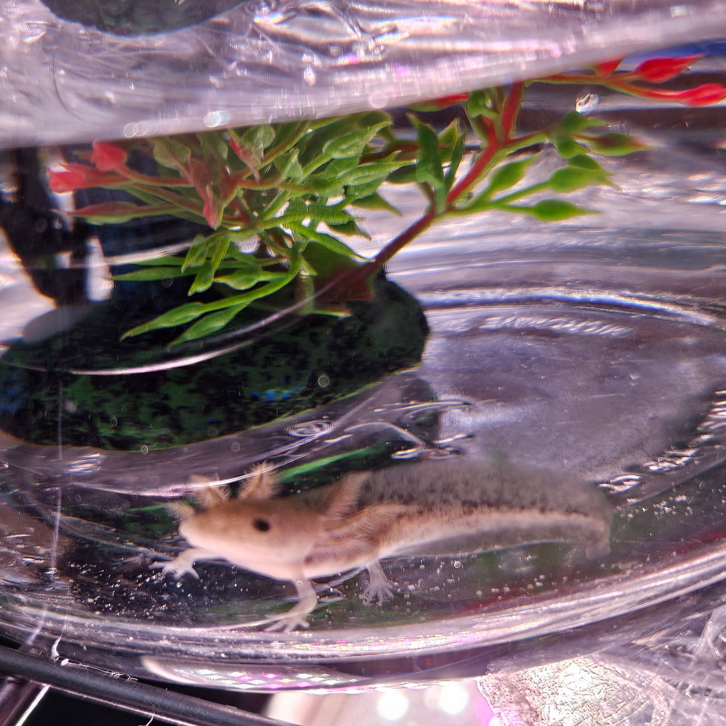 The Mandalorian image 4