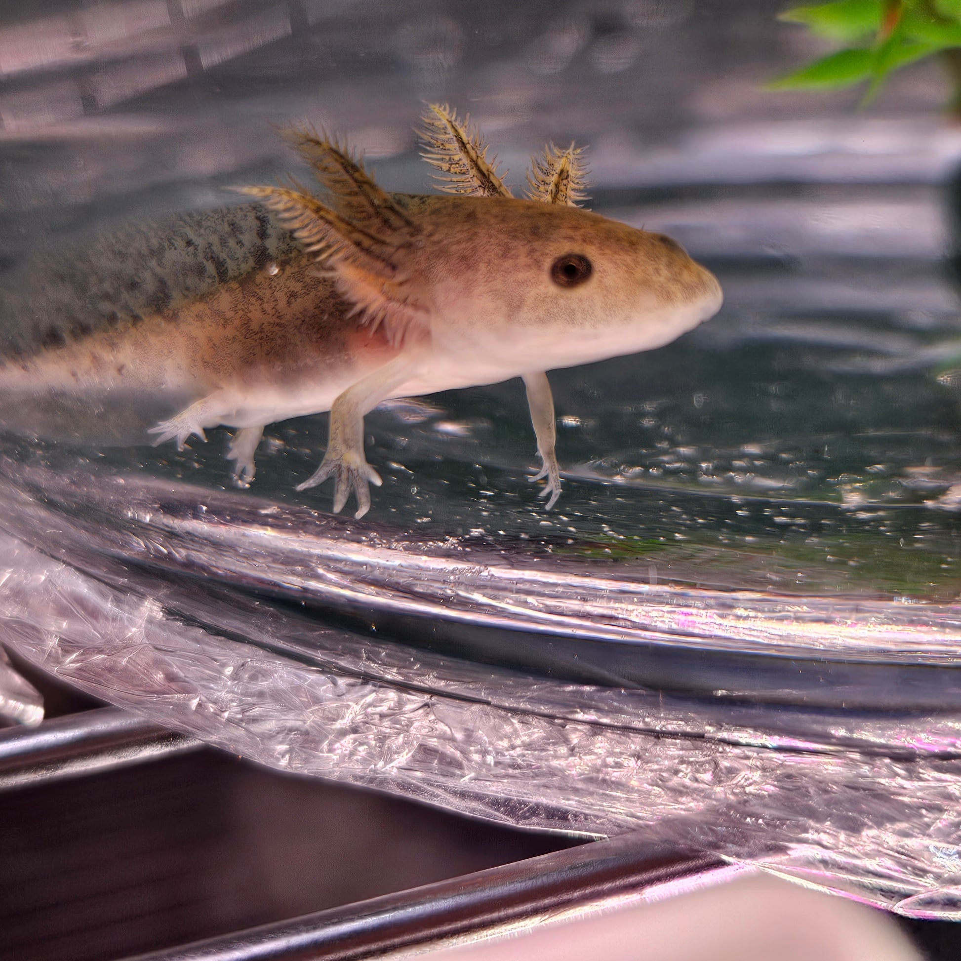 The Mandalorian image 7