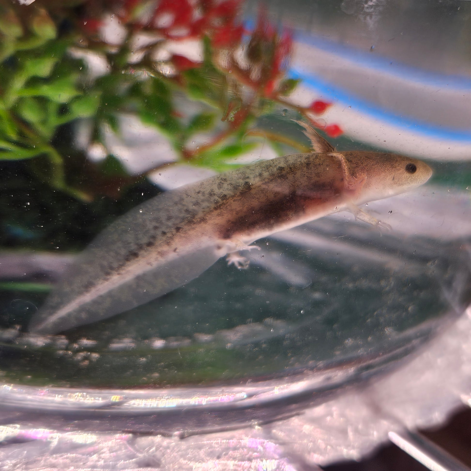 The Mandalorian image 3