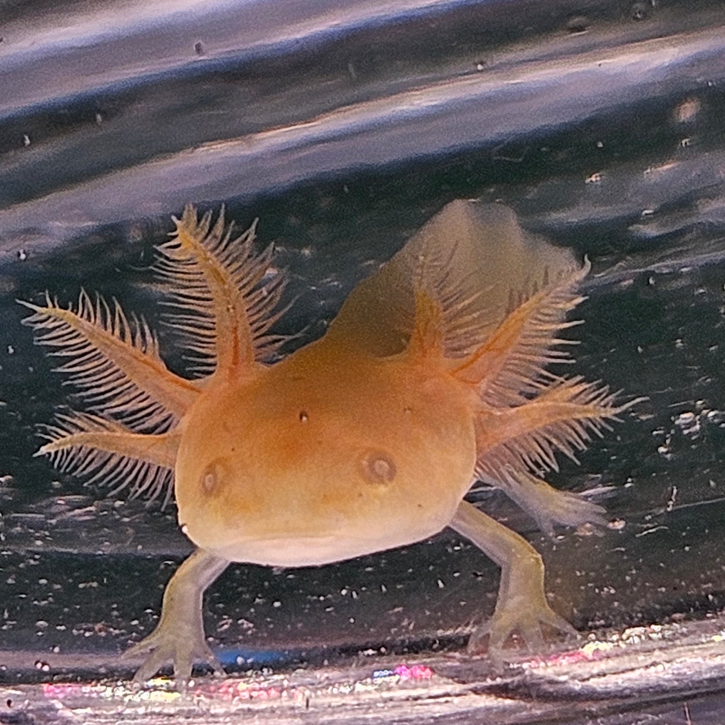 Finn image 1