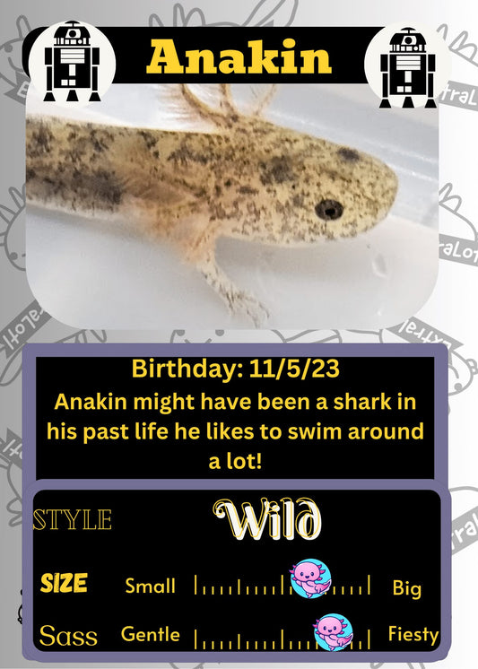 Anakin image 0