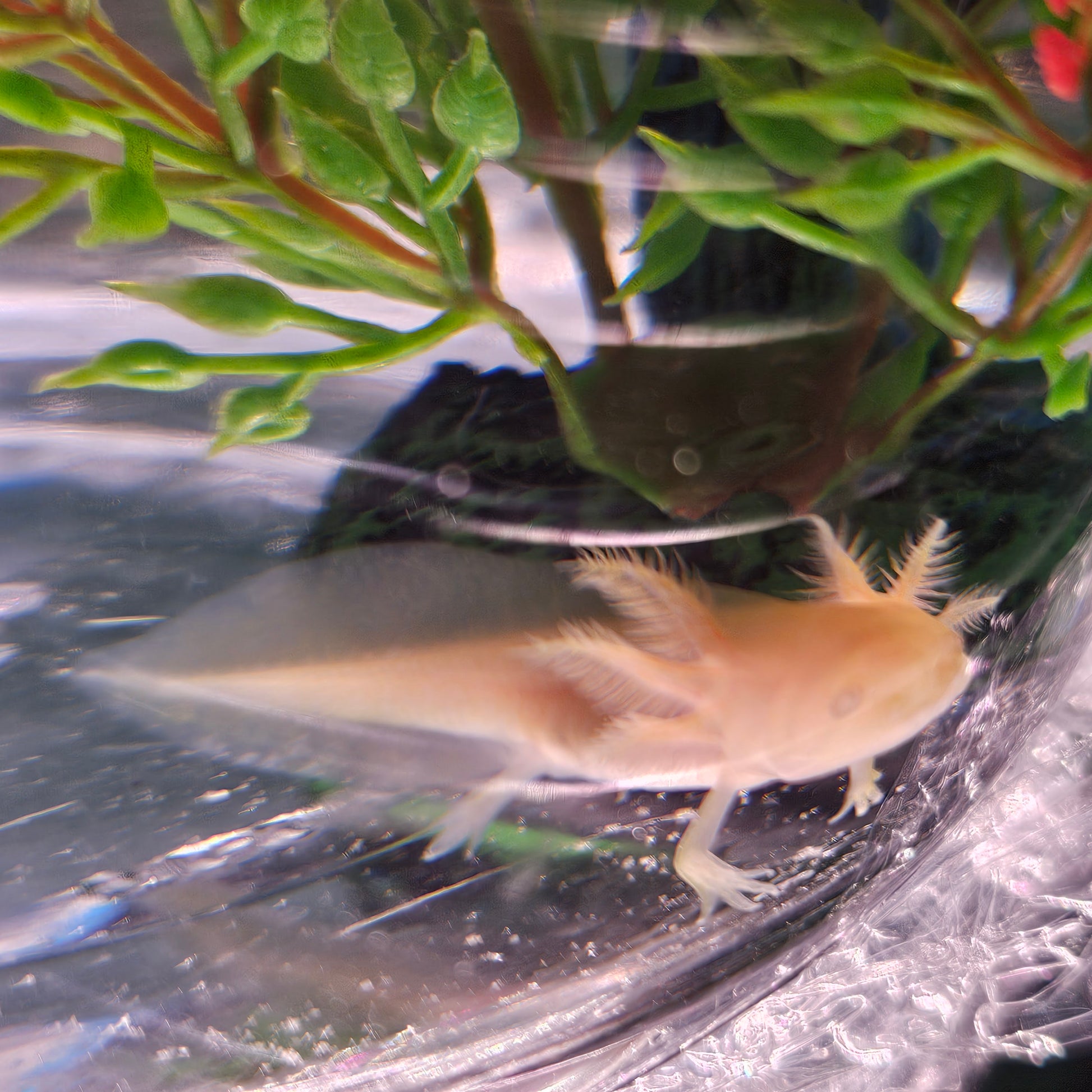 Finn image 3