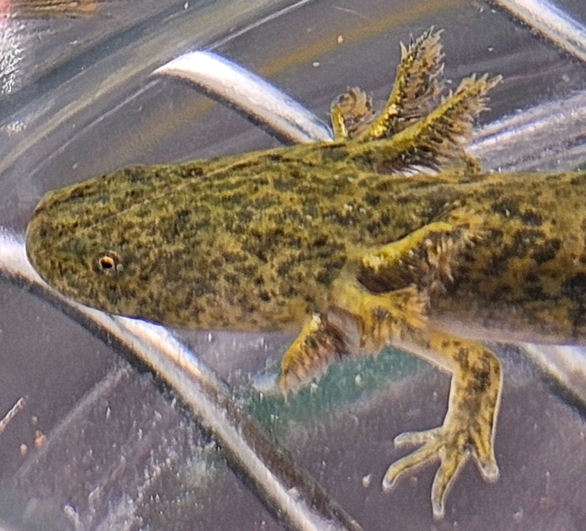 Luke image 9